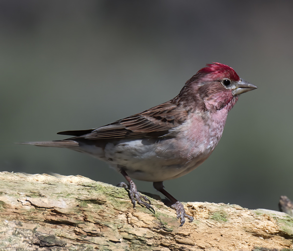 Cassins_Finch_17_OR_025