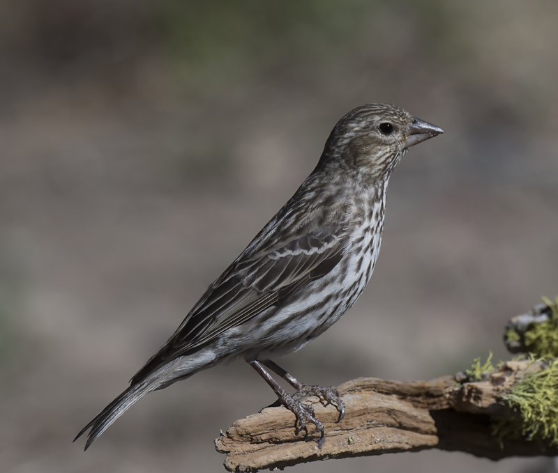 Cassins_Finch_17_OR_032