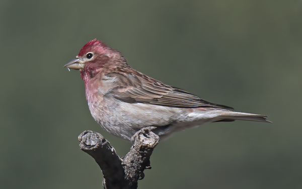 Cassins_Finch_17_OR_038