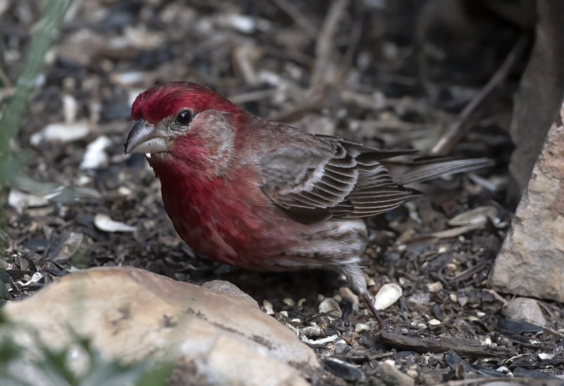 Cassins_Finch_19_TX_003