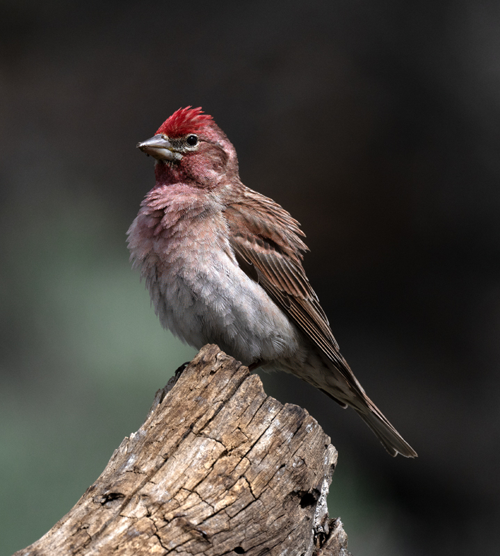 Cassins_Finch_23_OR_L_557