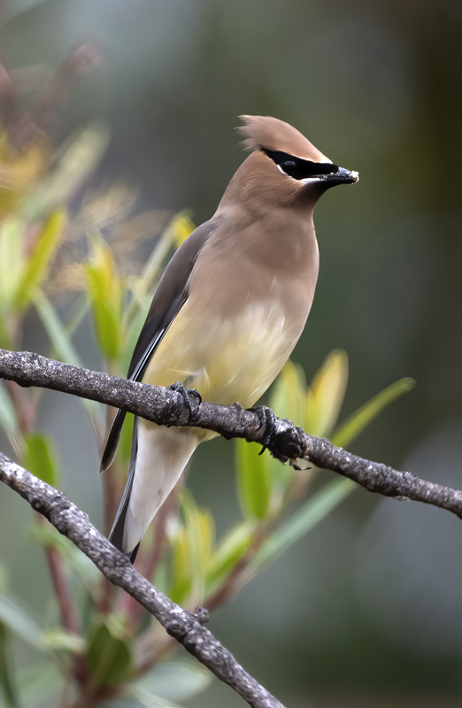 Cedar_Waxwing_19_CA_019