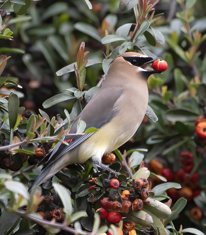 Cedar_Waxwing_19_CA_026