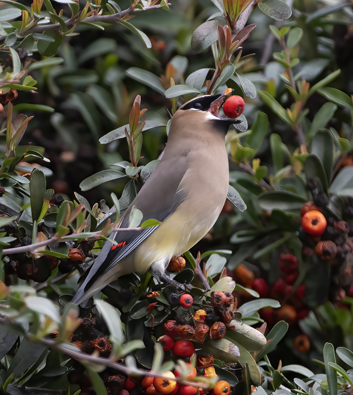 Cedar_Waxwing_19_CA_031