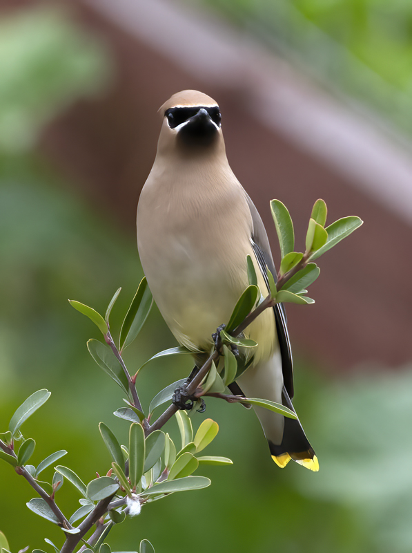 Cedar_Waxwing_19_CA_053