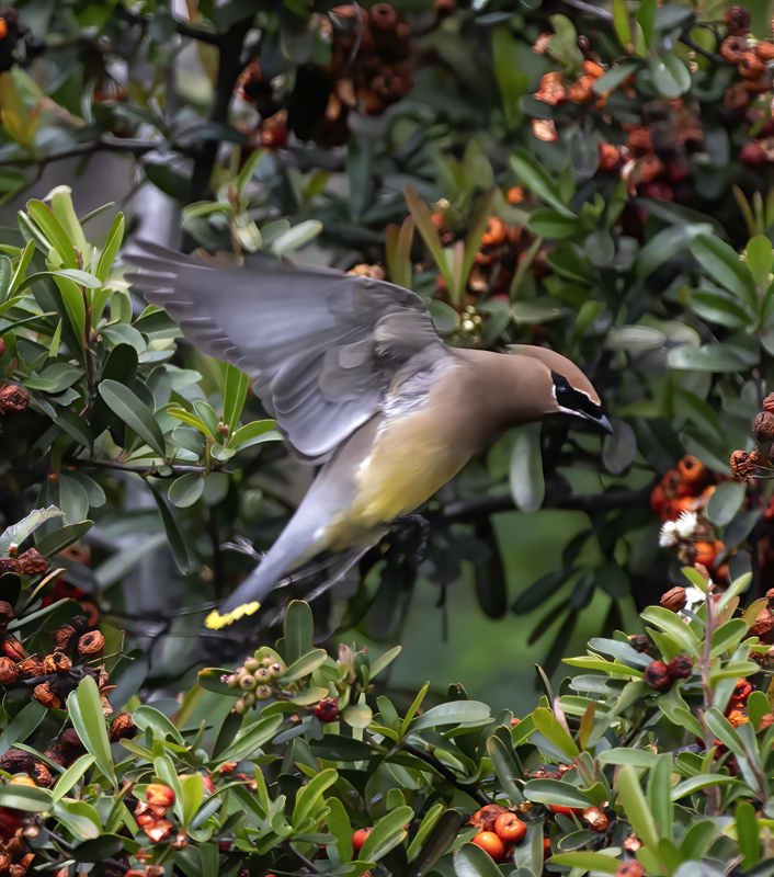 Cedar_Waxwing_19_CA_068