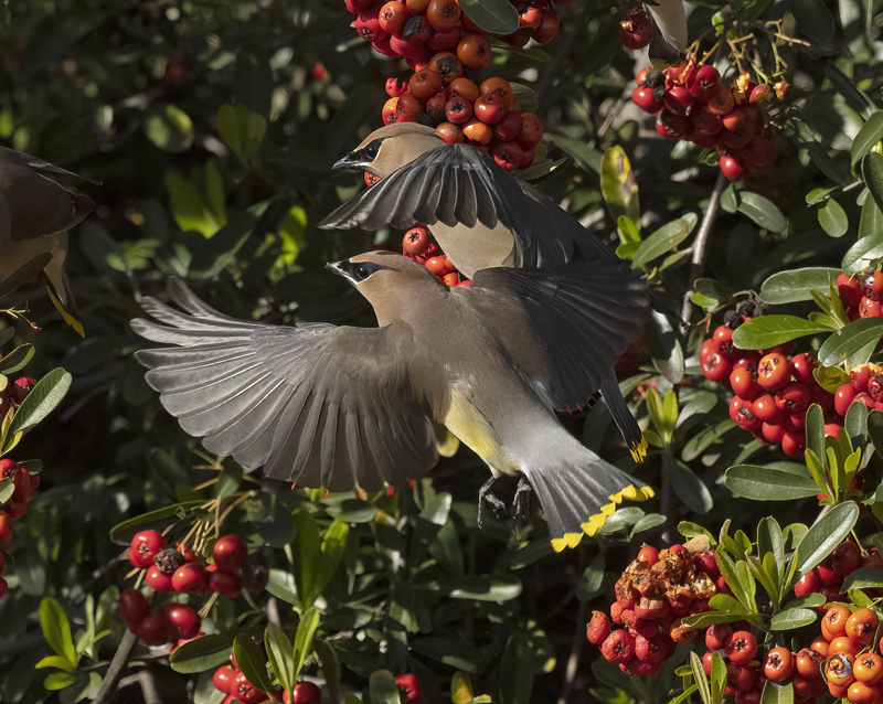 Cedar_Waxwing_22_CA_904