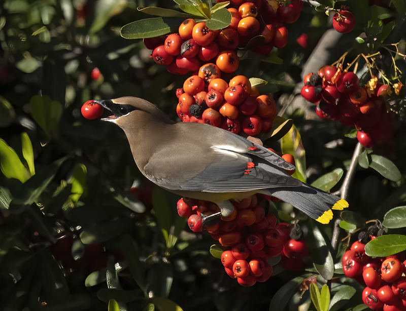 Cedar_Waxwing_23_CA_035