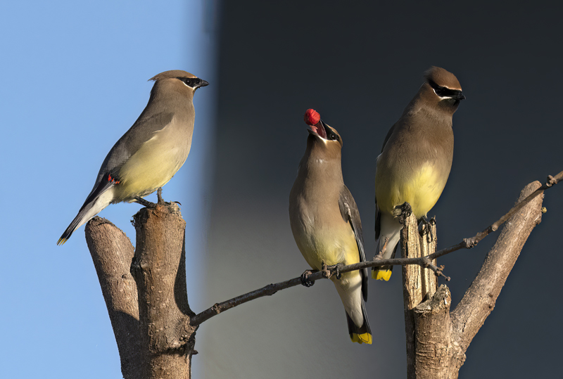 Cedar_Waxwing_23_CA_075