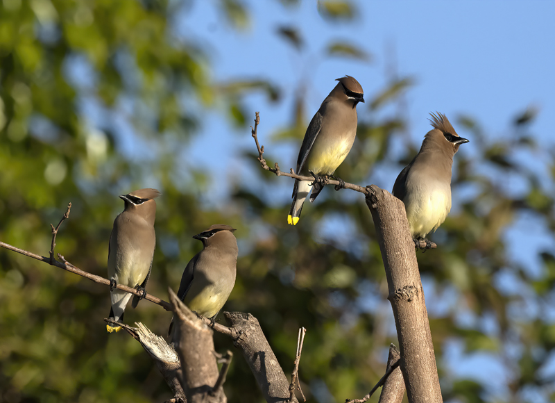 Cedar_Waxwing_23_CA_082