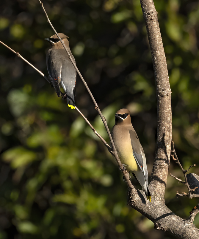 Cedar_Waxwing_23_CA_086