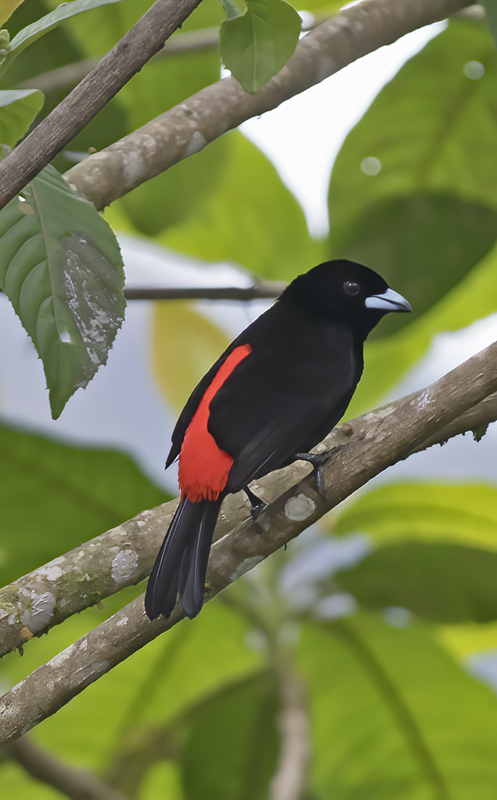 Cherries_Tanager_18_Costa_Rica_004