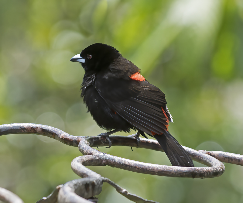 Cherries_Tanager_18_Costa_Rica_005