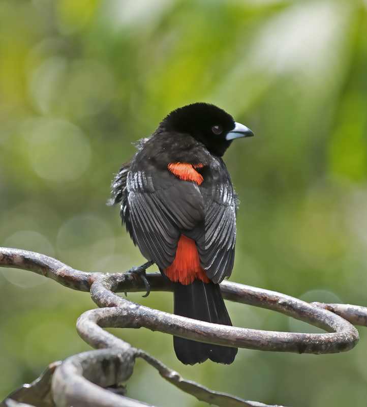 Cherries_Tanager_18_Costa_Rica_006