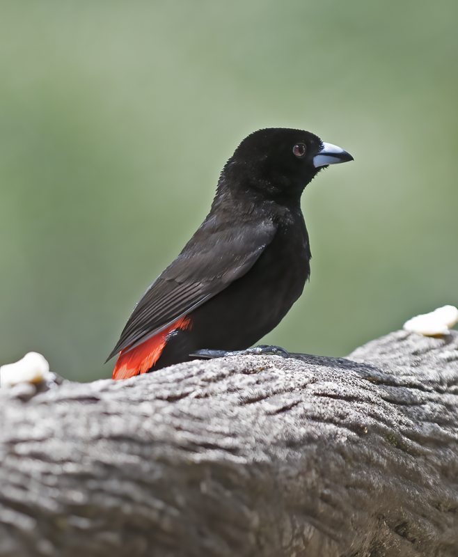 Cherries_Tanager_18_Costa_Rica_007