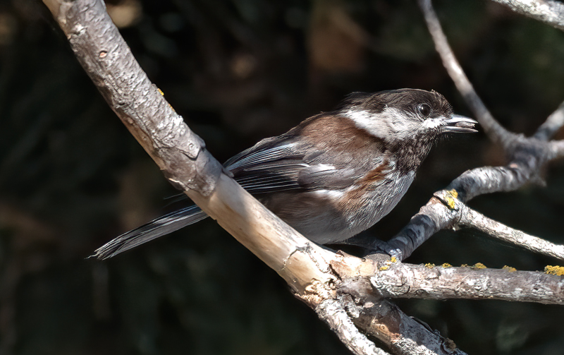 Chestnut-backed_Chickadee_23_WA_L_502
