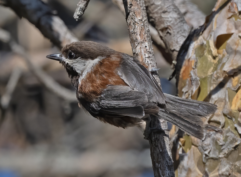 Chestnut-backed_Chickadee_23_WA_L_514
