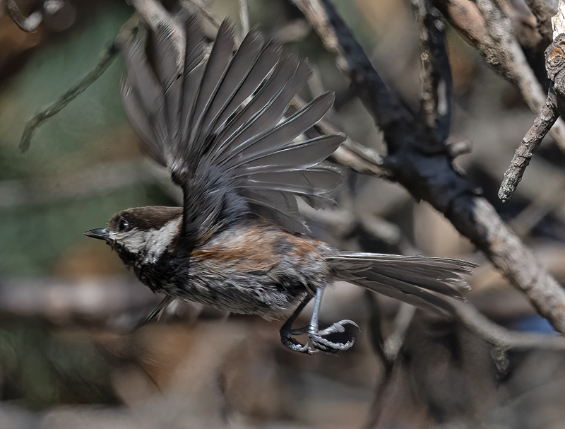 Chestnut-backed_Chickadee_23_WA_L_516
