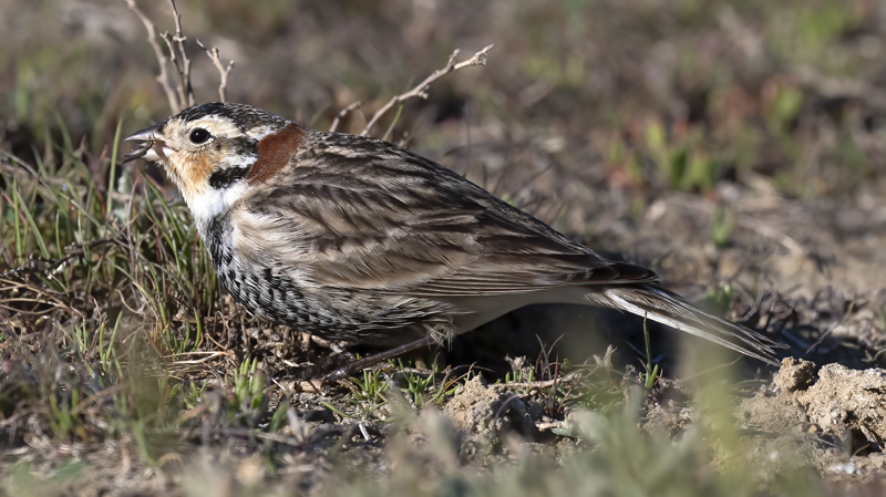 Chestnut-collared_Longspur_21_CA_010
