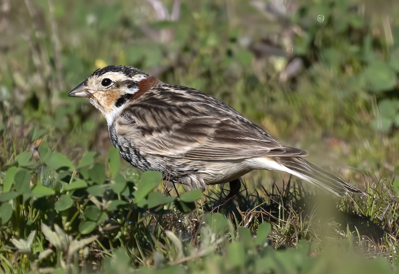 Chestnut-collared_Longspur_21_CA_048