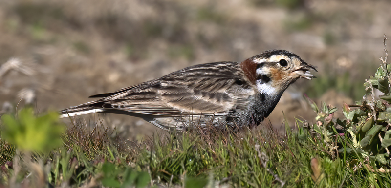 Chestnut-collared_Longspur_21_CA_060