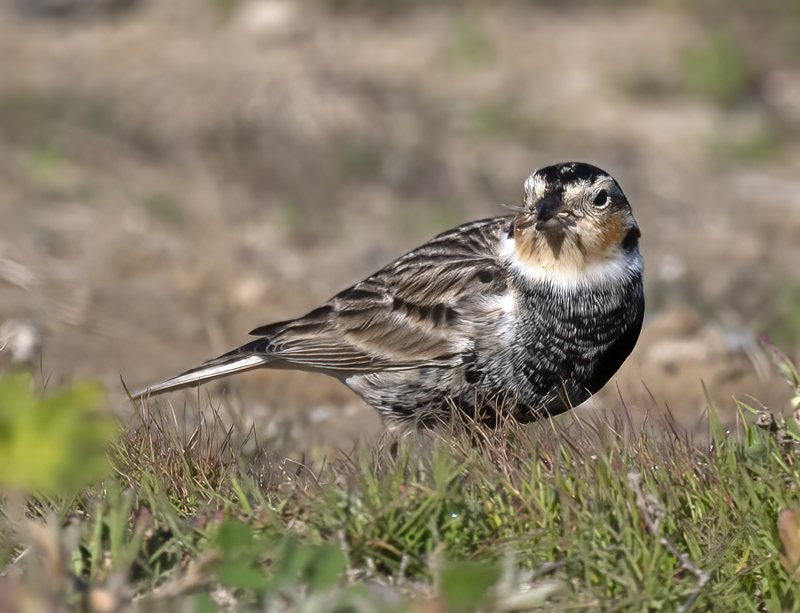 Chestnut-collared_Longspur_21_CA_066