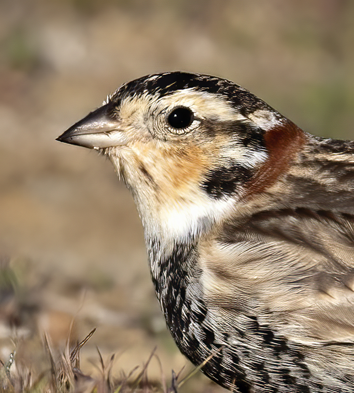 Chestnut-collared_Longspur_21_CA_071