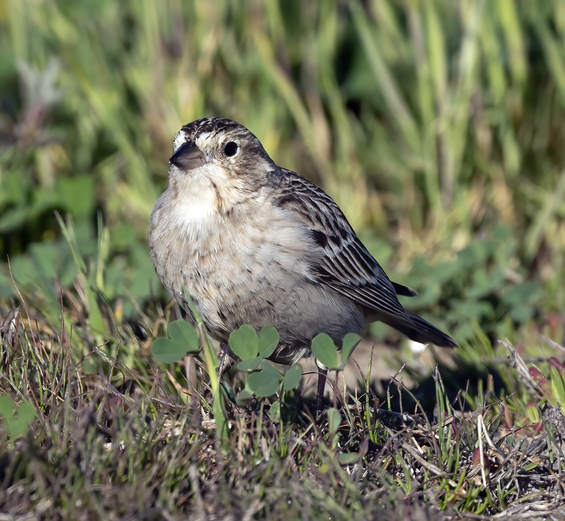 Chestnut-collared_Longspur_21_CA_072