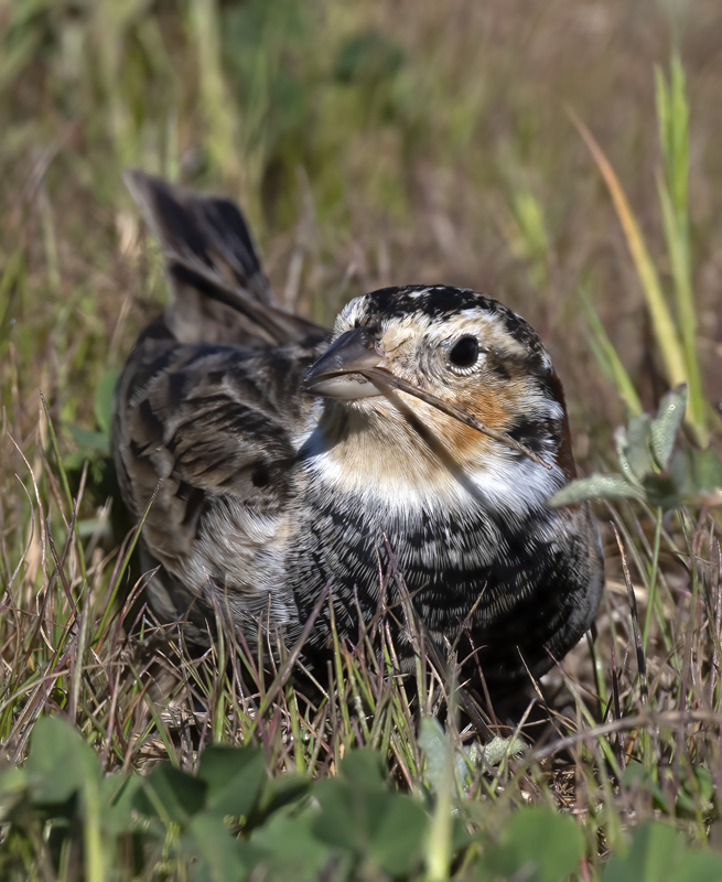 Chestnut-collared_Longspur_21_CA_105
