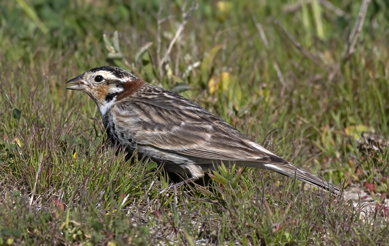 Chestnut-collared_Longspur_21_CA_114
