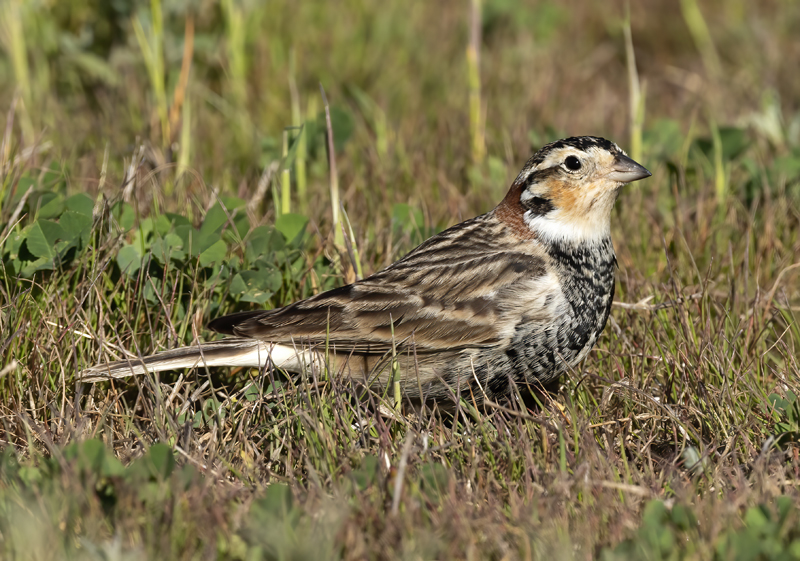 Chestnut-collared_Longspur_21_CA_120