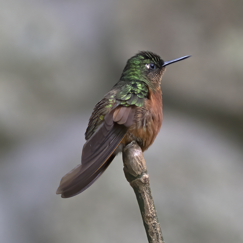 Chestnut_breasted_Coronet_17_Peru_017