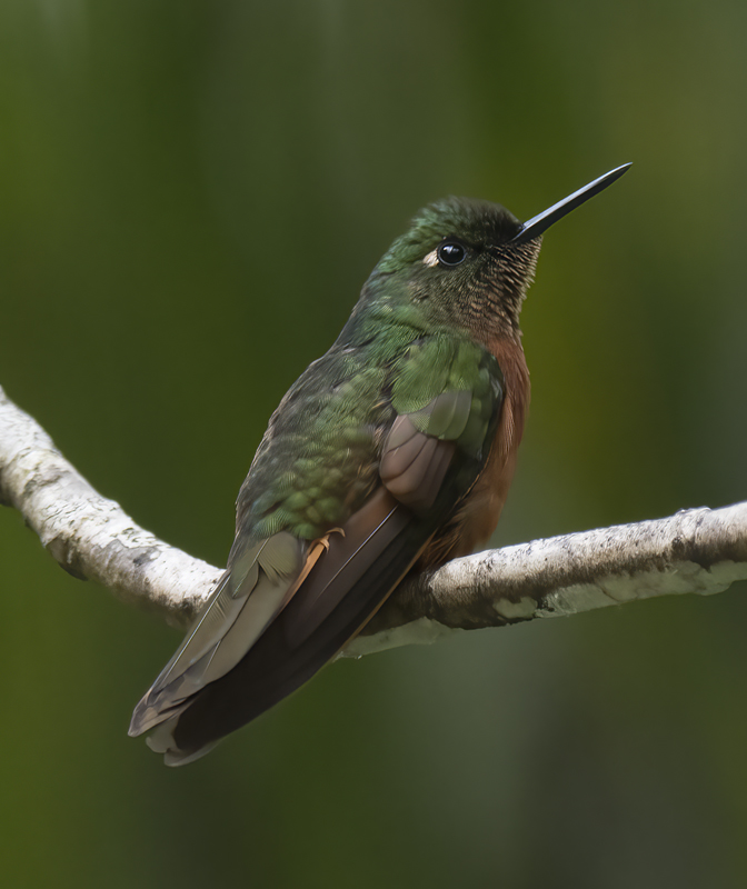 Chestnut_breasted_Coronet_17_Peru_023