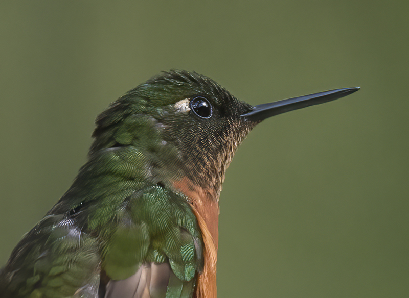 Chestnut_breasted_Coronet_17_Peru_034