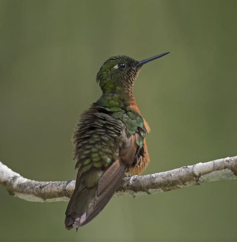 Chestnut_breasted_Coronet_17_Peru_037