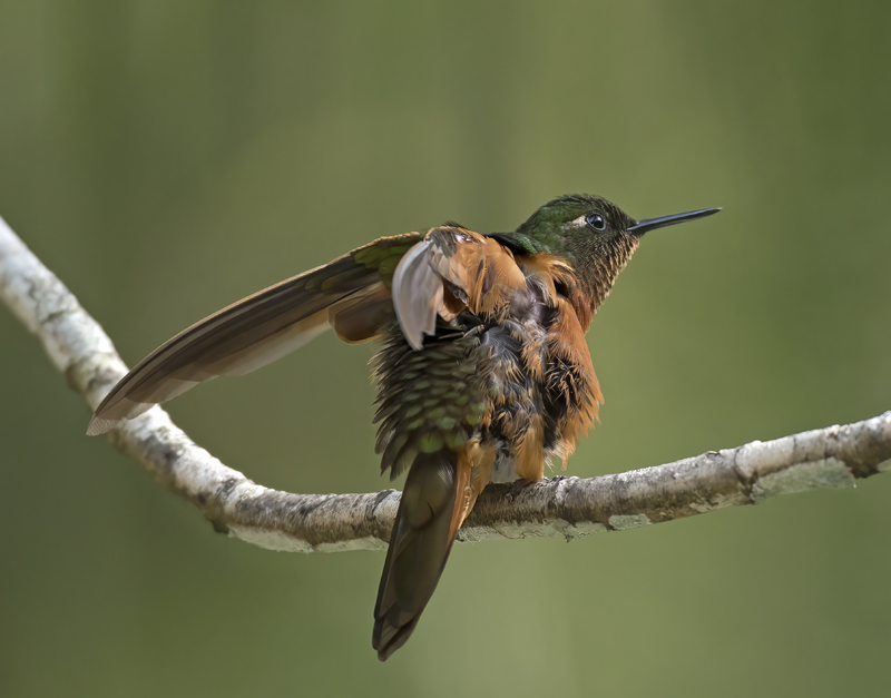 Chestnut_breasted_Coronet_17_Peru_039
