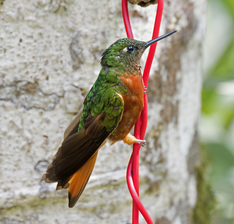 Chestnut_breasted_Coronet_17_Peru_043