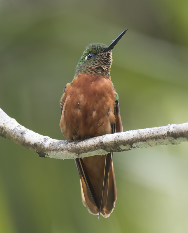 Chestnut_breasted_Coronet_17_Peru_048