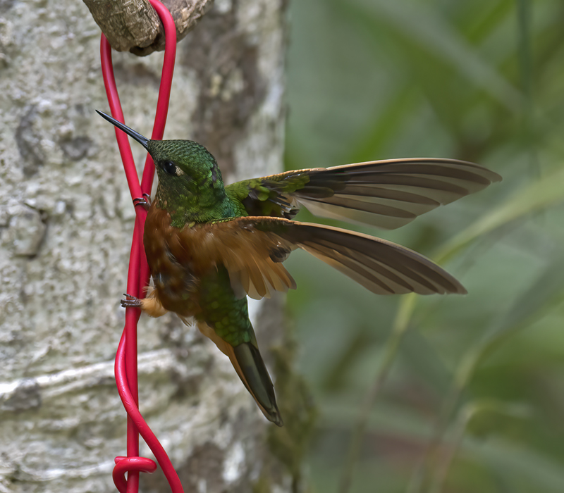 Chestnut_breasted_Coronet_17_Peru_059