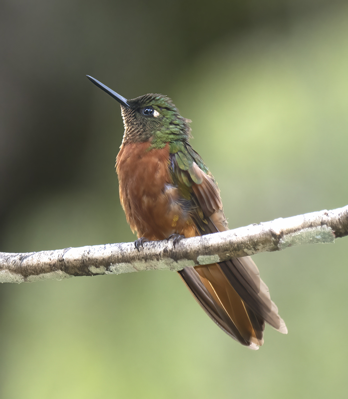 Chestnut_breasted_Coronet_17_Peru_064