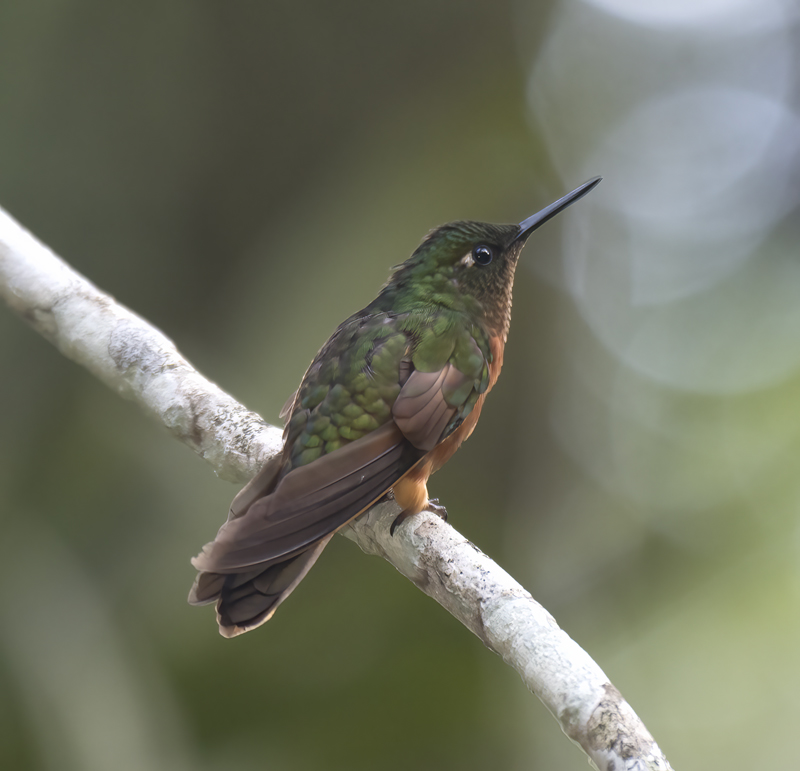 Chestnut_breasted_Coronet_17_Peru_066