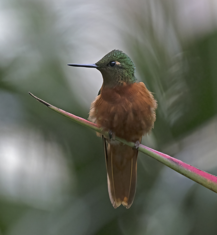 Chestnut_breasted_Coronet_17_Peru_077