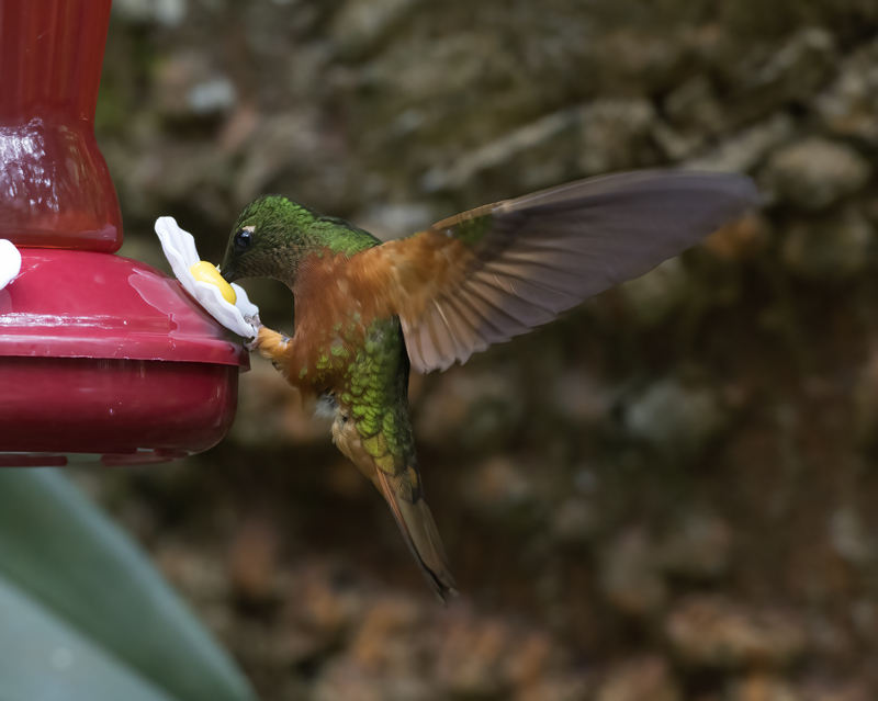 Chestnut_breasted_Coronet_17_Peru_080