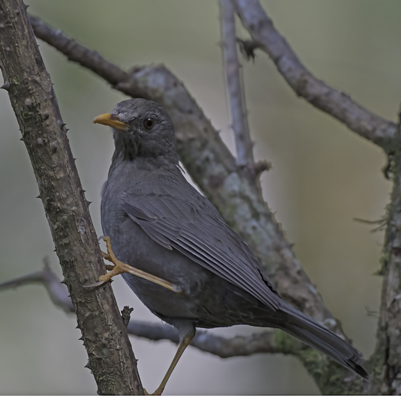 Chiguanco_Thrush_17_Peru_001