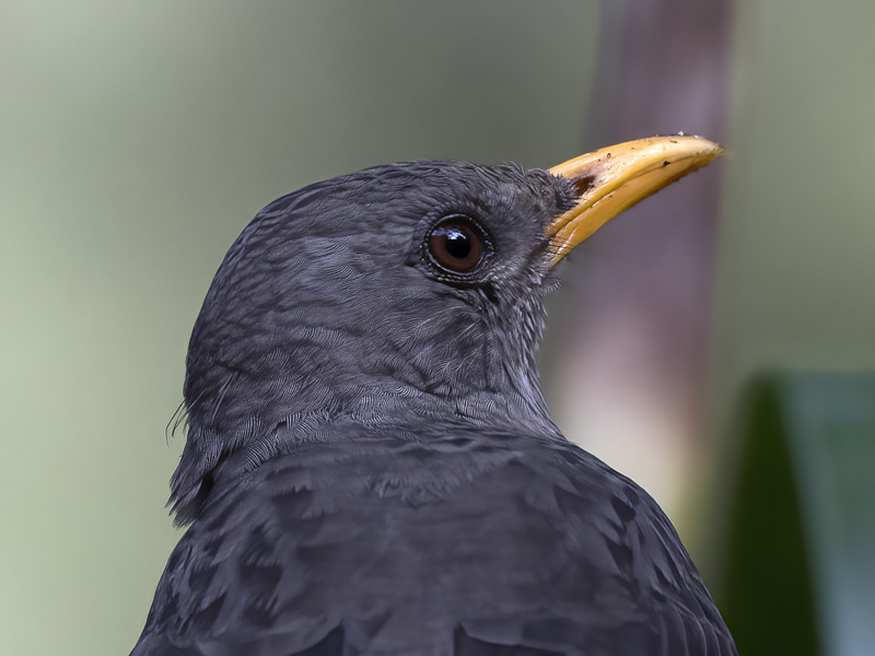 Chiguanco_Thrush_17_Peru_002