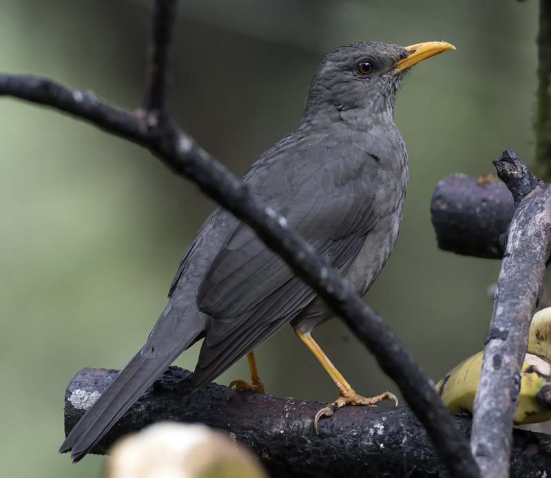 Chiguanco_Thrush_17_Peru_007
