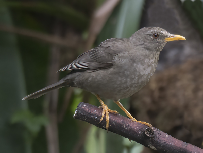 Chiguanco_Thrush_17_Peru_016