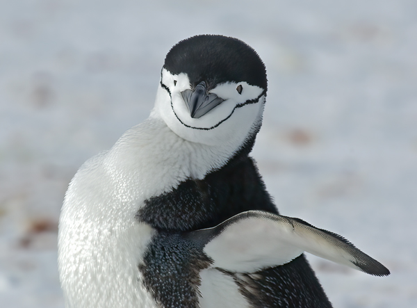 Chinstrap_Penguin_07_Antarctica_009