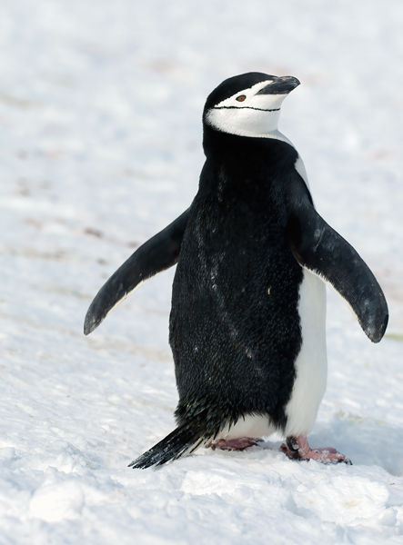 Chinstrap_Penguin_07_Antarctica_021