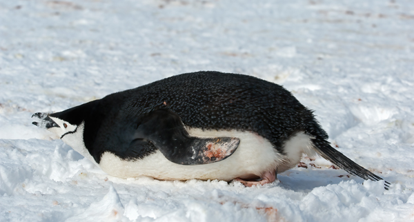 Chinstrap_Penguin_07_Antarctica_042